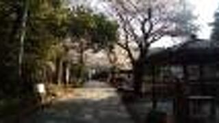 ソメイヨシノの満開の景色は最高