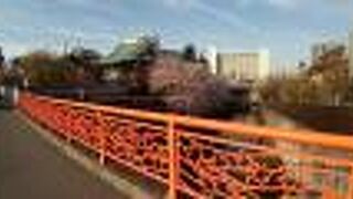 ソメイヨシノの花が満開で、色鮮やかな金剛寺との景色が最高