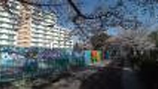 園内のソメイヨシノの満開の景色はほんとうに最高