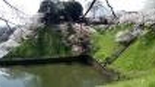 ソメイヨシノの満開の景色は最高で、感動