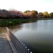 桜の花の満開後