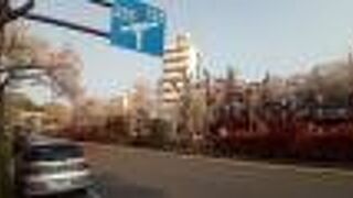 早朝に訪れた播磨坂の満開のソメイヨシノが最高