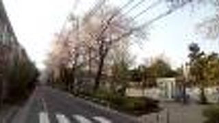 満開のソメイヨシノ