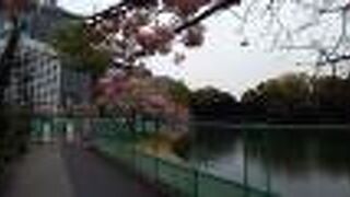 満開のボタン桜とともに、絶対見逃せない