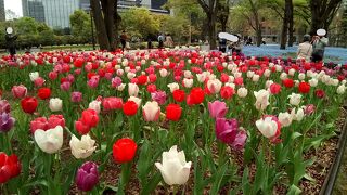 チューリップが咲くころも最高にきれい