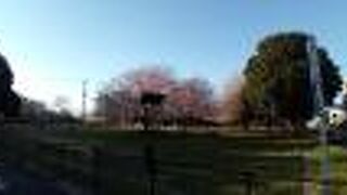 桜も見事で、たいへんきれいでした