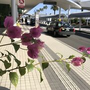 花に囲まれた宮崎ブーゲンビリア空港はいい