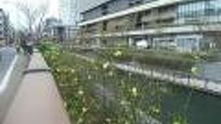 北十間川や横十間川等のクルージングが運航されています