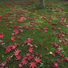 緑の苔の上に散り落ちた紅葉