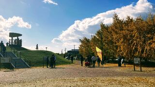 有名な祖父江イチョウ　一面黄金色