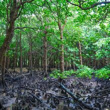 宮良川のヒルギ林 