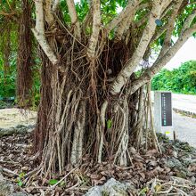 コンドイミチ沿いの熱帯植物（ガジュマルの木）