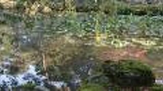 兼六園と一緒に行くのもおすすめです