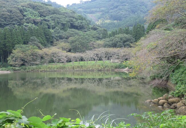 桜の名所の１つとのことです。