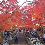 見事な紅葉のトンネル