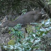 大山寺に行けず