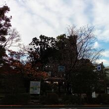 日比谷公園の四季桜