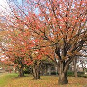 紅葉を探しに訪れました