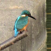 「カワセミ」ですよね？