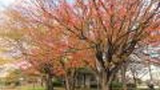 紅葉を探しに訪れました