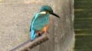 カワセミを見つけました!