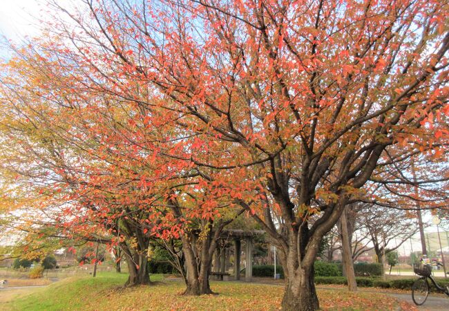 紅葉を探しに訪れました