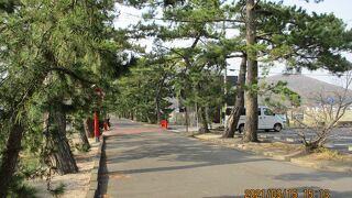 吉備津神社へ続く松並木