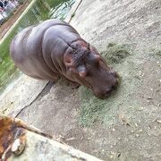 広い動物公園です