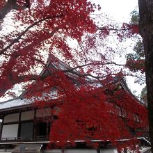 金堂の脇の楓の紅葉