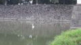 お堀には白鳥がのんびりと水の上に浮かんでいた