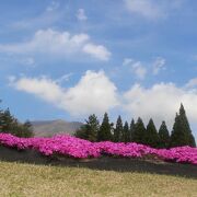 くじゅう花公園