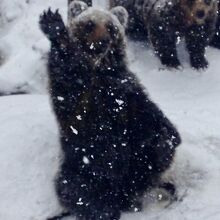 芸達者なクマがたくさんいます By いっちゃん のぼりべつクマ牧場のクチコミ フォートラベル