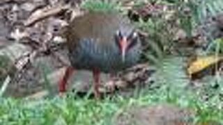 実際のヤンバルクイナが見れました