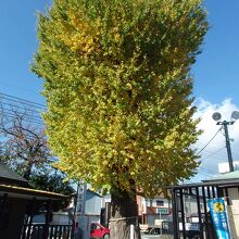 伊勢原大神宮大銀杏