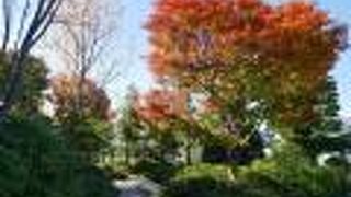 銀座のど真ん中で紅葉を