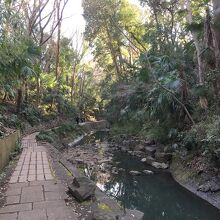 緑が迫る川岸