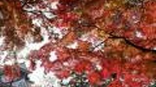 意外と紅葉スポット