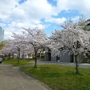 大津湖岸なぎさ公園の桜