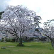 桜がとてもきれいな南郷公園