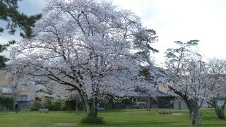 桜がとてもきれいな南郷公園