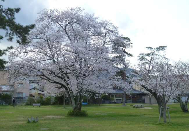 桜がとてもきれいな南郷公園