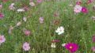 秋にはコスモス