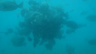 餌付けされていました。