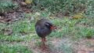 ガラス越しにヤンバルクイナの生態を見ることができます。