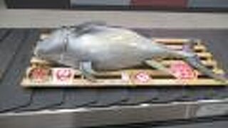 驚き、マグロが流れてきたわぁ