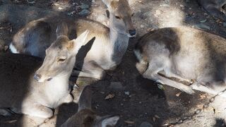 じっとしている鹿が多い