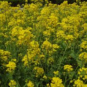 道沿いに菜の花