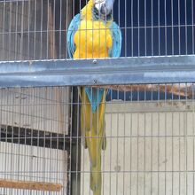 インコ