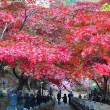 この時期、真っ赤な紅葉が綺麗です！