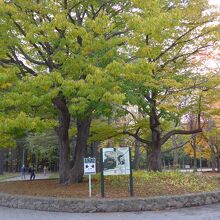 公園内に入ってすぐの風景